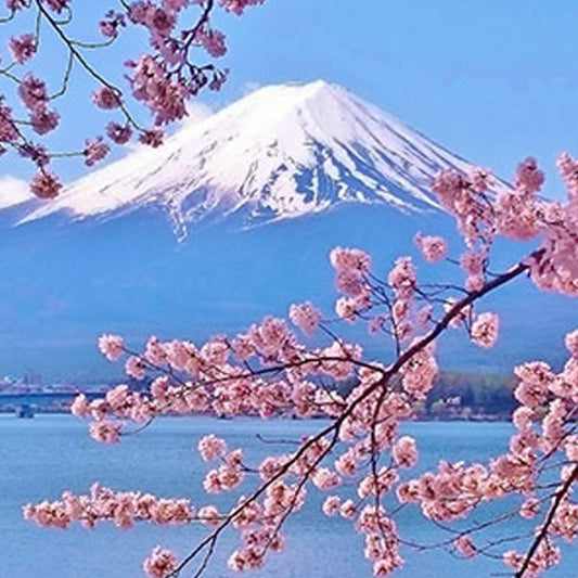 Japanese Cherry Blossom  Fragrance Oil
